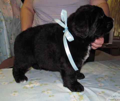 Фото: ньюфаундленд Маг Исполин Мода Макси