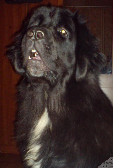 Фото: ньюфаундленд Питерньюф Жизнь Хороша (Piternyuf Zhizn' Horosha)