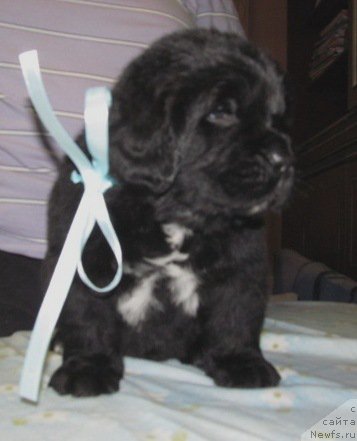 Фото: ньюфаундленд Маг Исполин Мода Макси