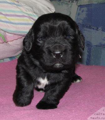 Фото: ньюфаундленд Маг Исполин Мода Макси