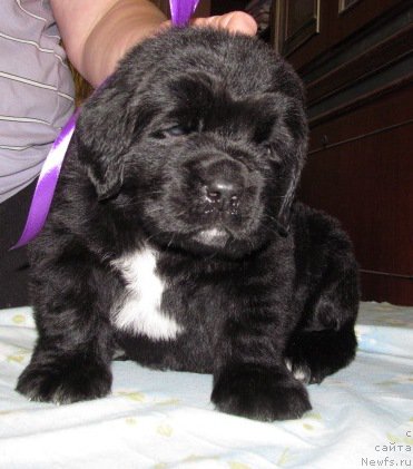 Фото: ньюфаундленд Маг Исполин Мода Макси