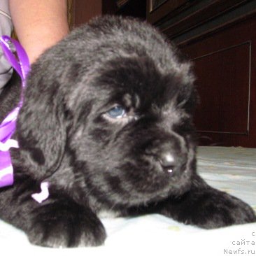 Фото: ньюфаундленд Маг Исполин Мода Макси