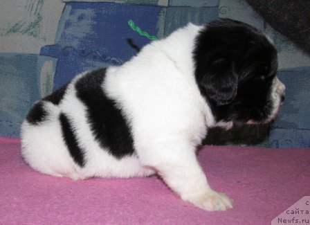 Фото: ньюфаундленд Маг Исполин Мода Макси