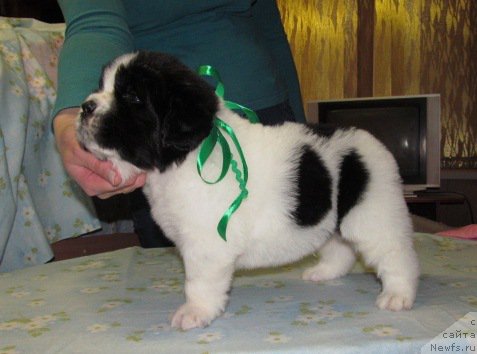 Фото: ньюфаундленд Маг Исполин Мода Макси