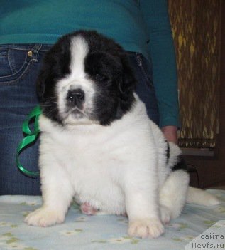 Фото: ньюфаундленд Маг Исполин Мода Макси