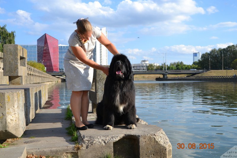 Фото: ньюфаундленд Promise To Love Midnight Bear, Анастасия Заливако