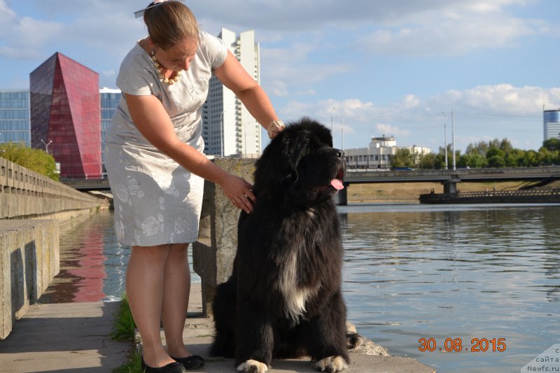 Фото: ньюфаундленд Promise To Love Midnight Bear