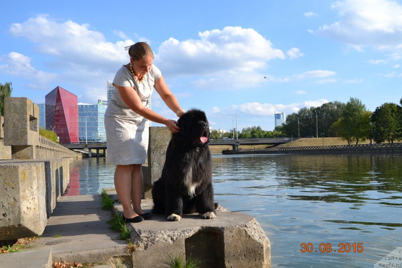 Фото: ньюфаундленд Promise To Love Midnight Bear