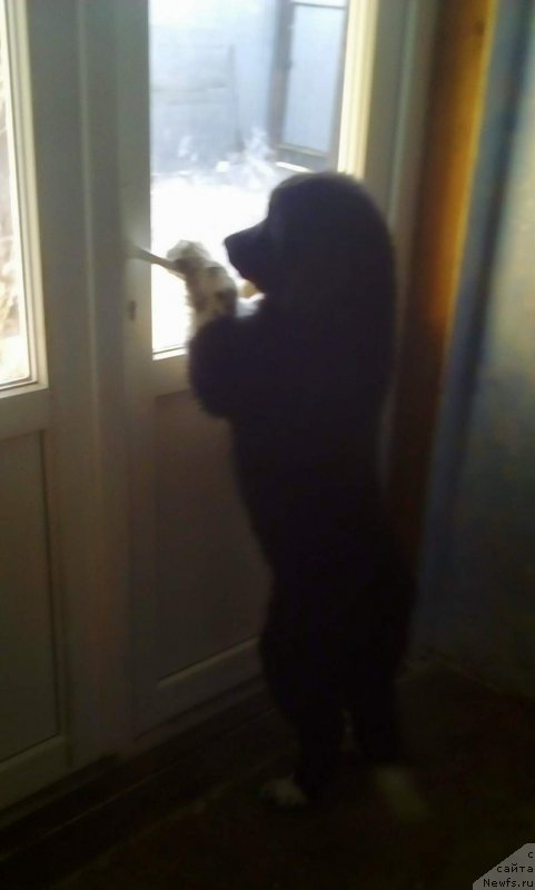 Фото: ньюфаундленд Рафаэлла Вейде Лорбен