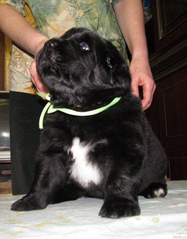 Фото: ньюфаундленд Би Перфект Волшебная Сказка