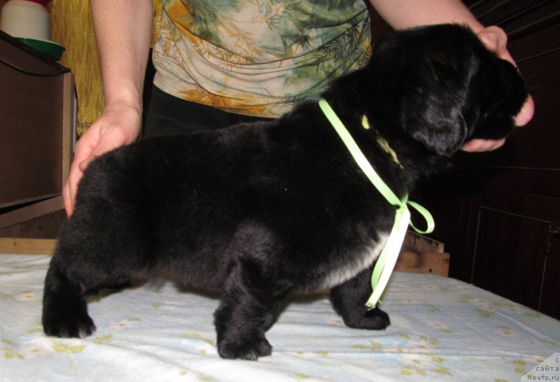 Фото: ньюфаундленд Би Перфект Волшебная Сказка, щенок