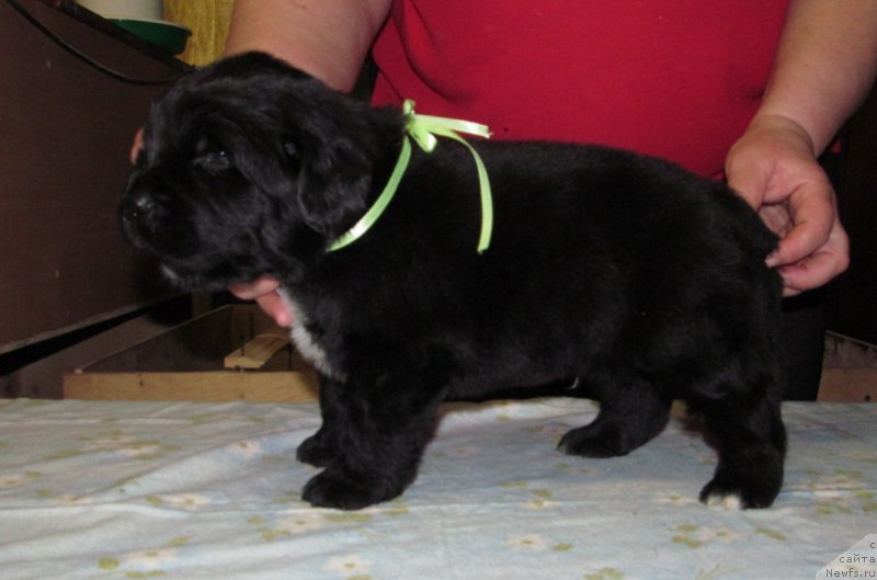 Фото: ньюфаундленд Би Перфект Волшебная Сказка, щенок