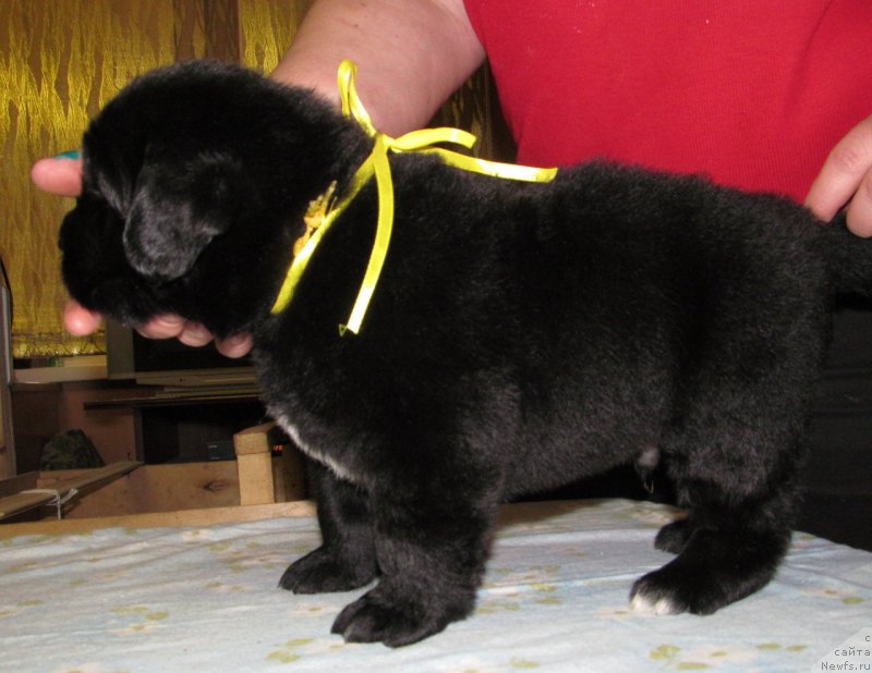 Фото: ньюфаундленд Би Перфект Волшебная Сказка, щенок