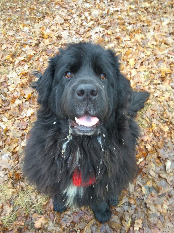 Фото: ньюфаундленд Ли Сан