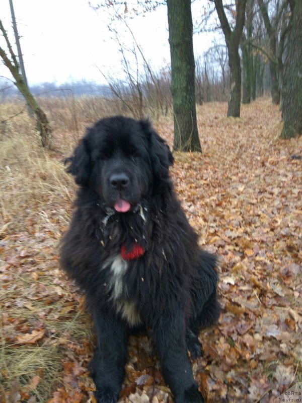 Фотография № 222389