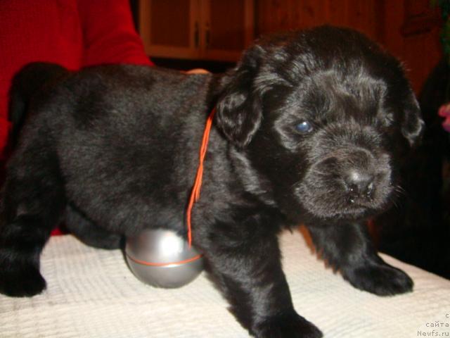 Фото: ньюфаундленд Маг Исполин Игрунья (Mag Ispolin Igrunia)