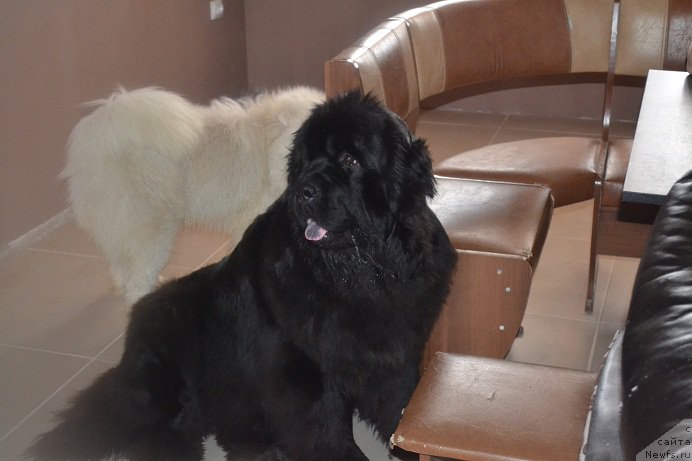 Фото: ньюфаундленд Ньюфорт Бавария