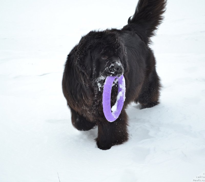 Фото: ньюфаундленд Ньюфорт Бавария