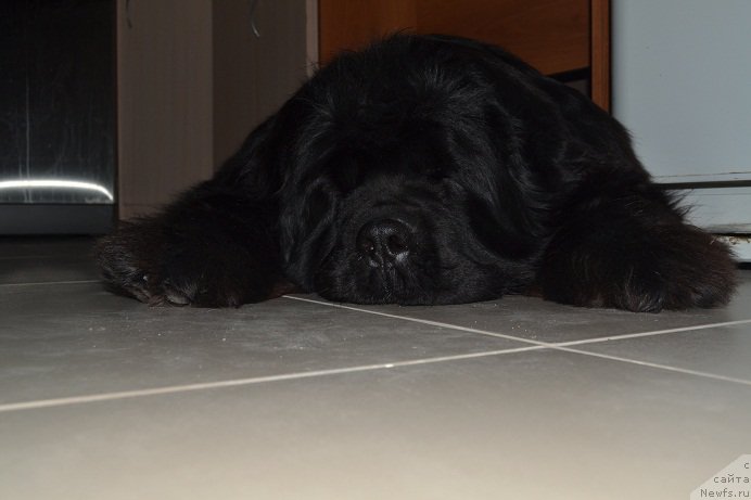 Фото: ньюфаундленд Ньюфорт Бавария