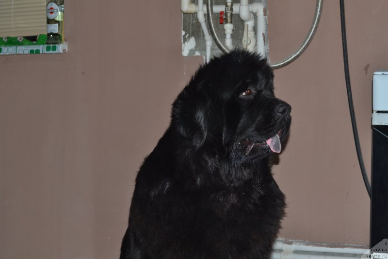 Фото: ньюфаундленд Ньюфорт Бавария