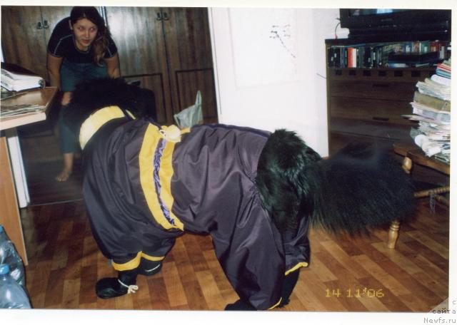 Фото: ньюфаундленд Оттава (Ottava)