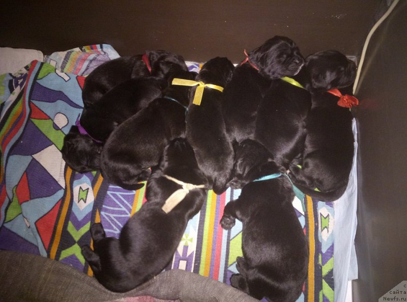 Фото: ньюфаундленд Ньюфорт Бавария