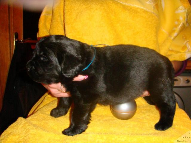 Фото: ньюфаундленд Маг Исполин Игрунья (Mag Ispolin Igrunia)