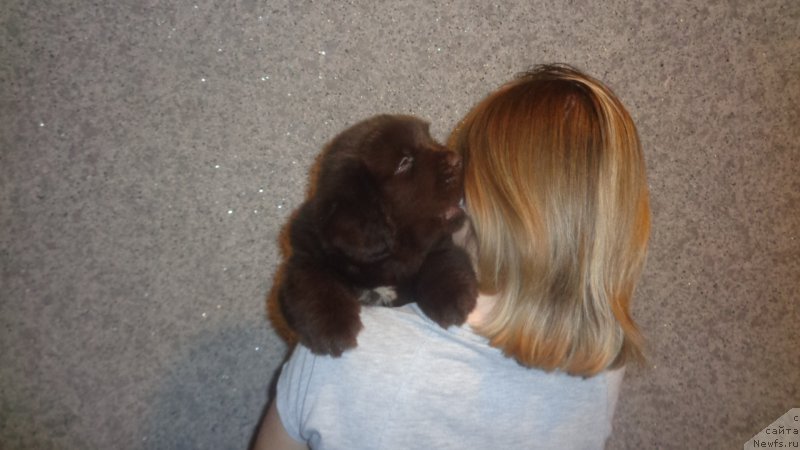 Фото: ньюфаундленд Апофеоз Богов Зевс