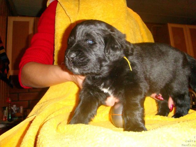 Фото: ньюфаундленд Маг Исполин Игрунья (Mag Ispolin Igrunia)