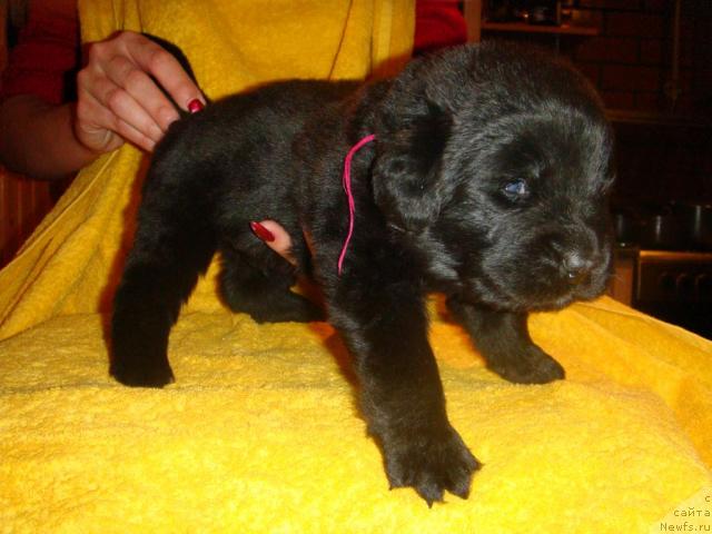 Фото: ньюфаундленд Маг Исполин Игрунья (Mag Ispolin Igrunia)