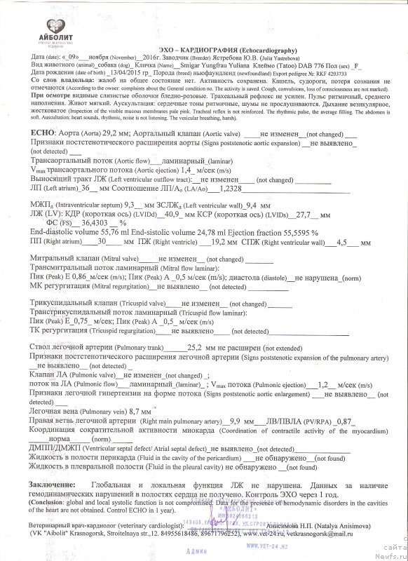 Фото: ньюфаундленд Смигар Юнгфрау Юлиана (Smigar Yungfrau Yuliana)