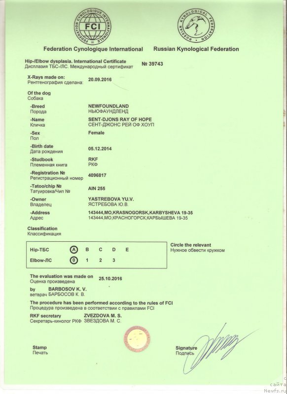 Фото: ньюфаундленд Сент Джонс Рей оф Хоуп (Sent Djons Ray of Hope)