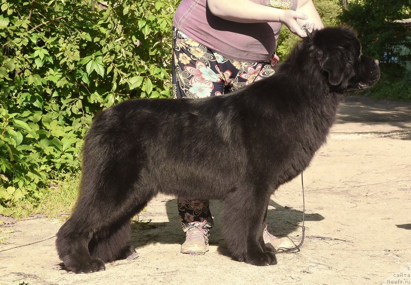 Фото: ньюфаундленд Сент Джонс Рей оф Хоуп (Sent Djons Ray of Hope)