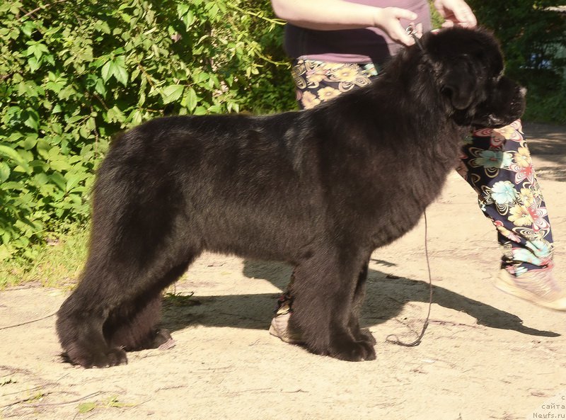 Фото: ньюфаундленд Сент Джонс Рей оф Хоуп (Sent Djons Ray of Hope)