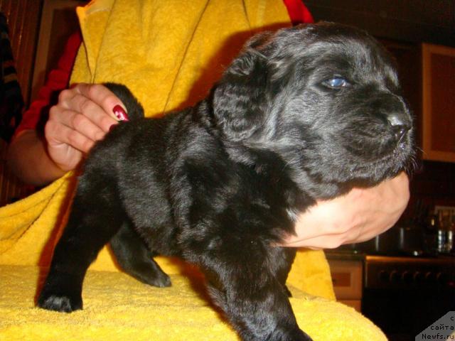 Фото: ньюфаундленд Маг Исполин Игрунья (Mag Ispolin Igrunia)