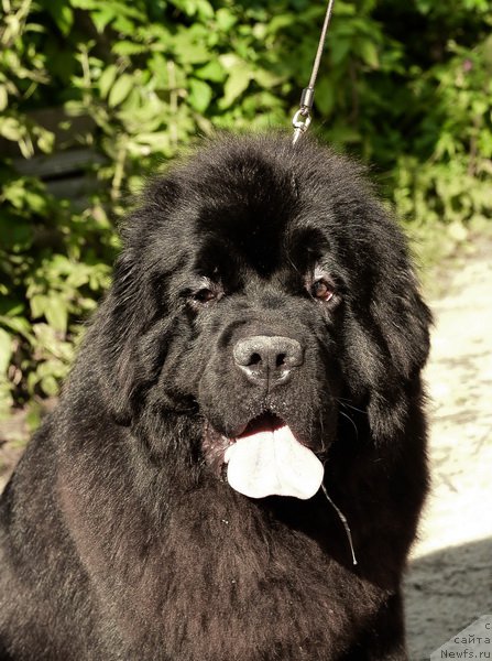 Фото: ньюфаундленд Сент Джонс Рей оф Хоуп (Sent Djons Ray of Hope)