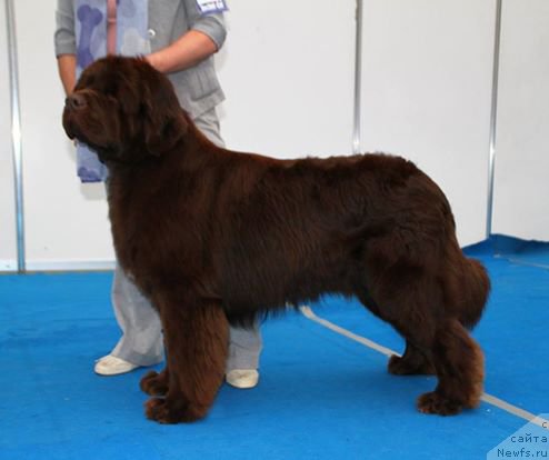 Фото: ньюфаундленд Плюшевая Панда Гентлеман Онлу (Plushevaya Panda Gentleman Only)