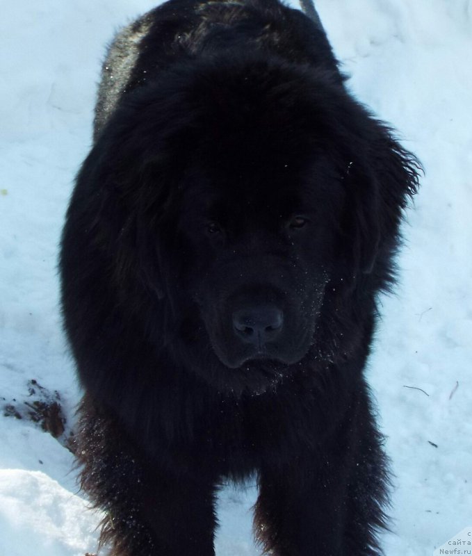 Фото: ньюфаундленд Браунблад МСК Берта Ленора