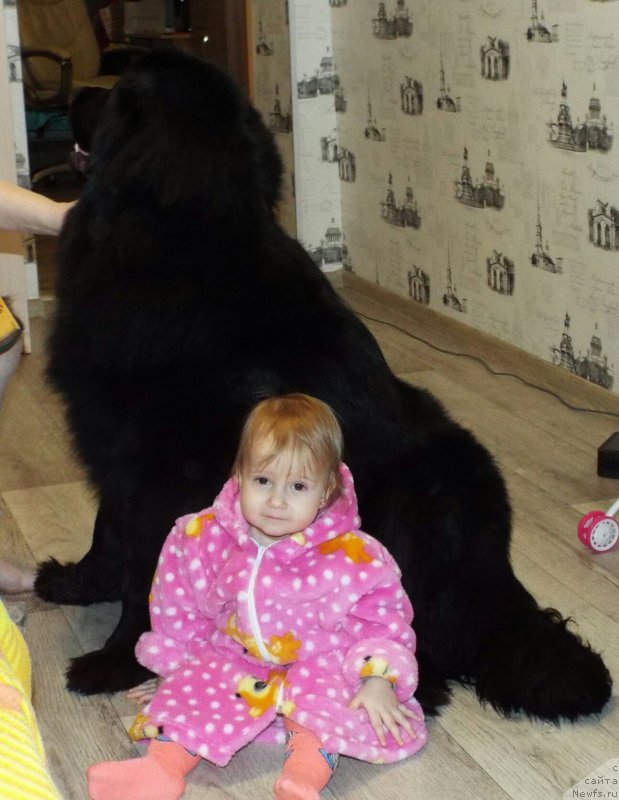 Фото: ньюфаундленд Браунблад МСК Берта Ленора