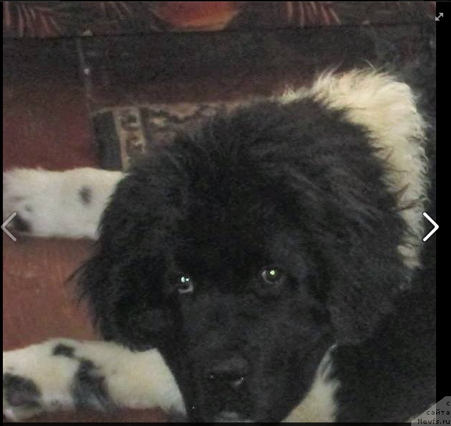 Фото: ньюфаундленд Восхитительная Джаннет Кит
