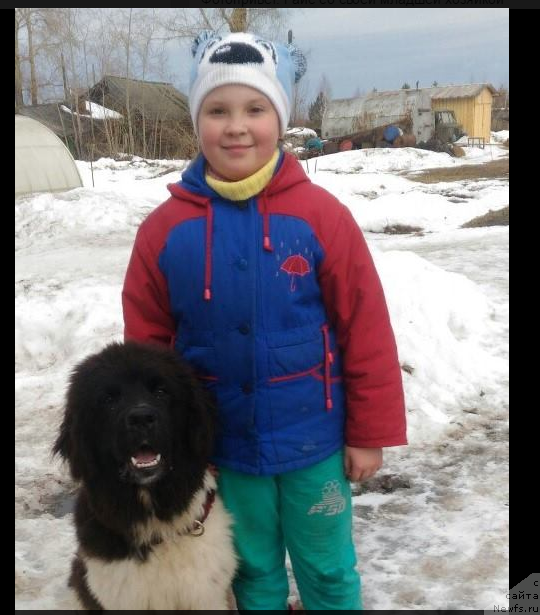 Фото: ньюфаундленд Вир Франт Сюрпрайз