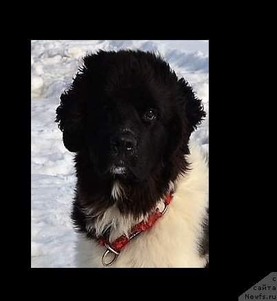 Фото: ньюфаундленд Вир Франт Сюрпрайз