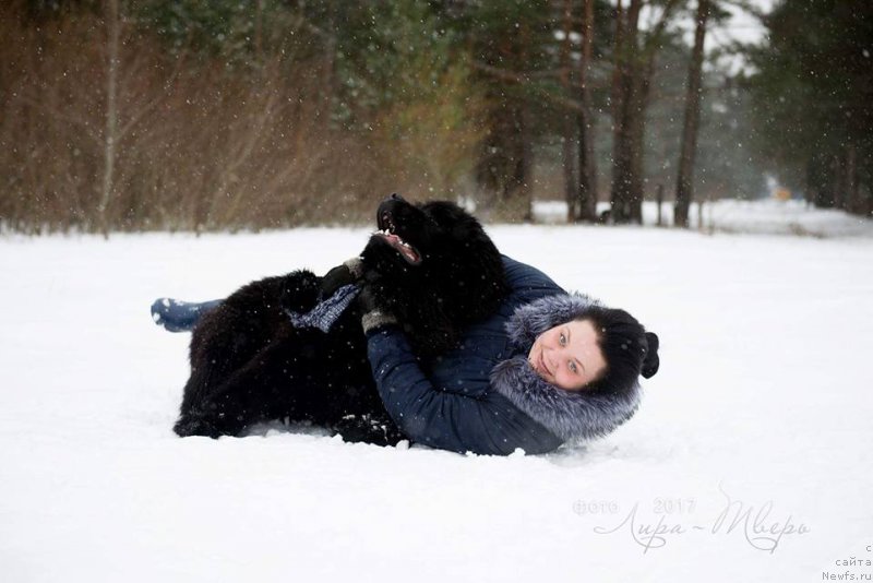 Фото: ньюфаундленд С'Нежная Вьюга ВИП Спирит (S'Nezhnaya Vjuga VIP Spirit)