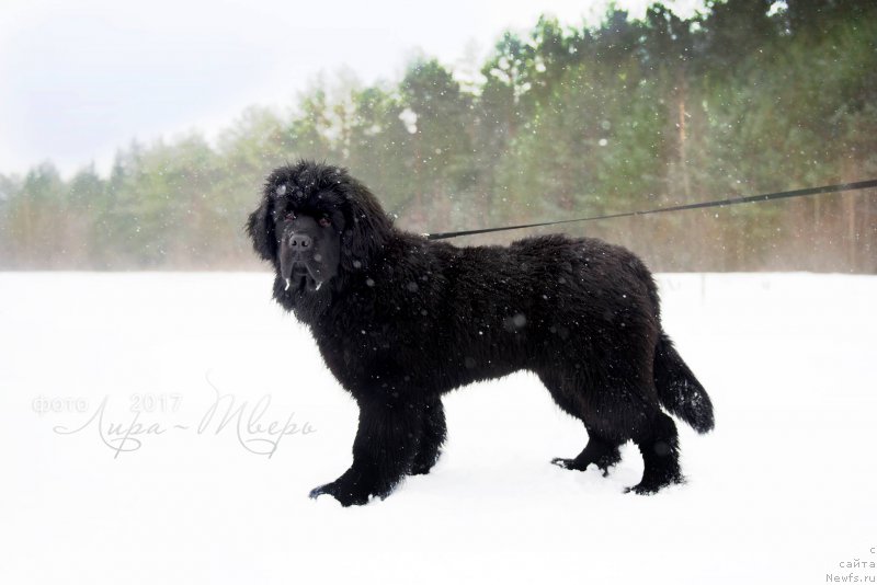 Фотография № 222479