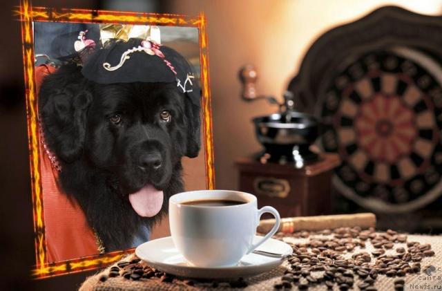 Фото: ньюфаундленд Оттава (Ottava)