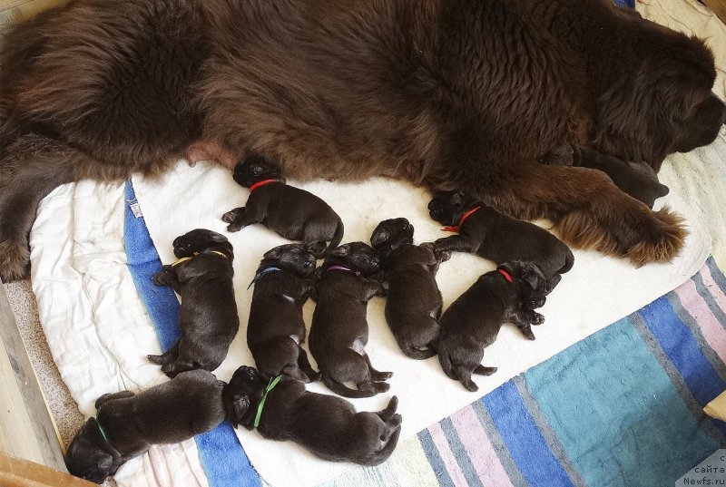 Фото: ньюфаундленд Наоми Таголири фор Браунблад (Naomi Tagoliri for Brouwnblood)