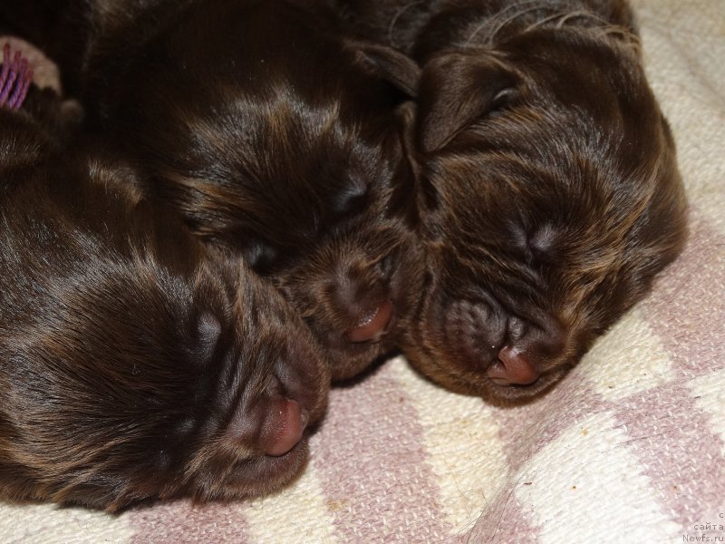 Фото: ньюфаундленд Наоми Таголири фор Браунблад (Naomi Tagoliri for Brouwnblood)