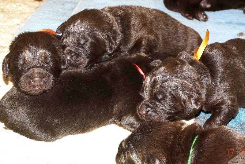 Фото: ньюфаундленд Наоми Таголири фор Браунблад (Naomi Tagoliri for Brouwnblood)