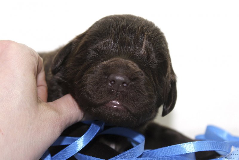 Фотография № 222489