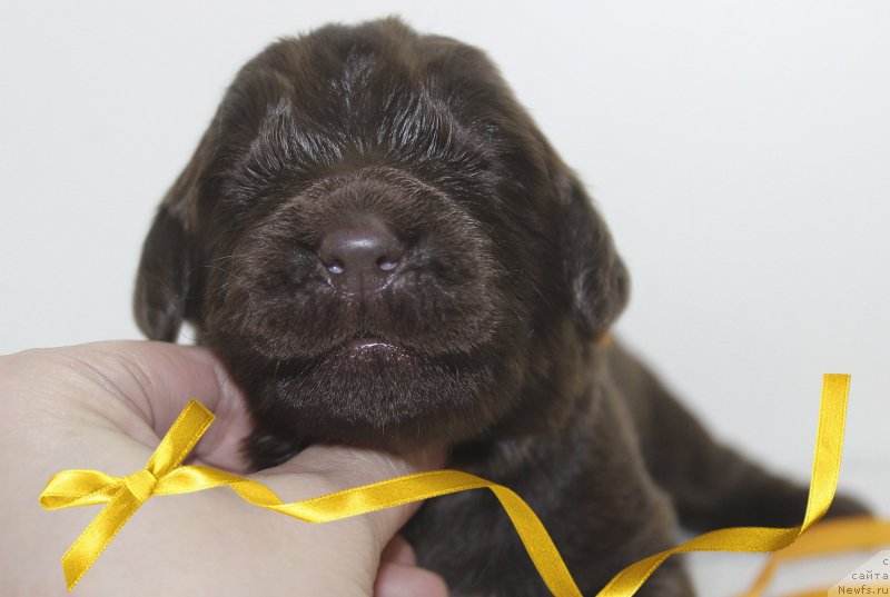 Фотография № 222491